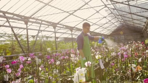 Person Watering Colorful Flowers in Greenhouse