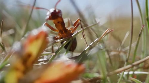 Ant Runs Quickly Through Grass