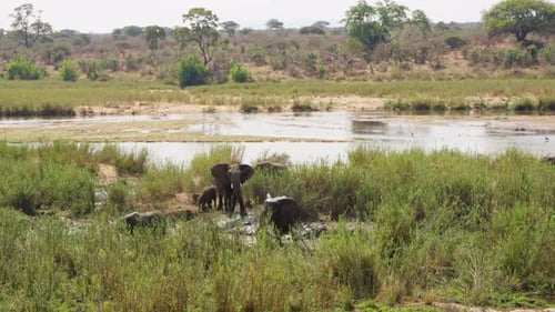 Weitwinkelaufnahme von drei Elefanten an einer Wasserstelle im Krüger-Nationalpark