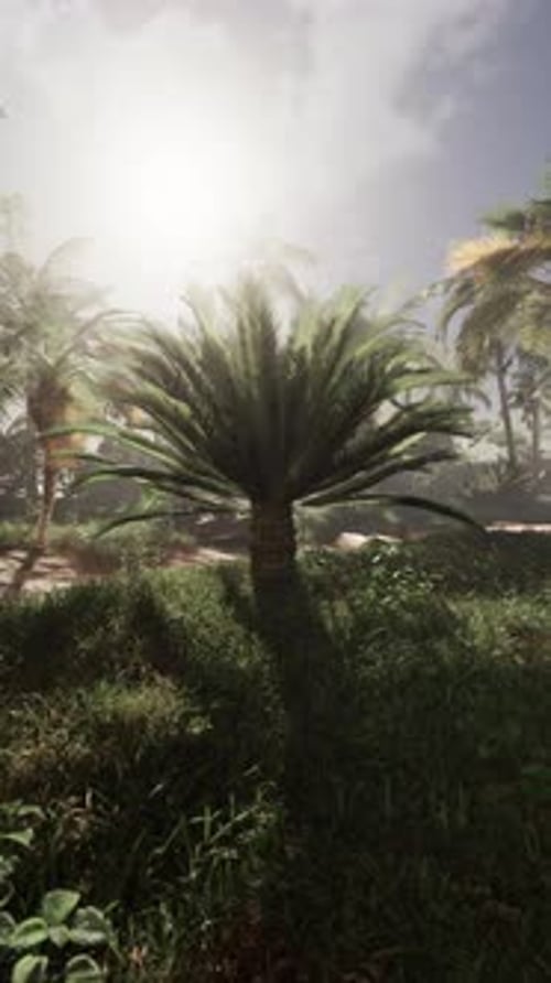 Palm Tree Standing Amid Grass