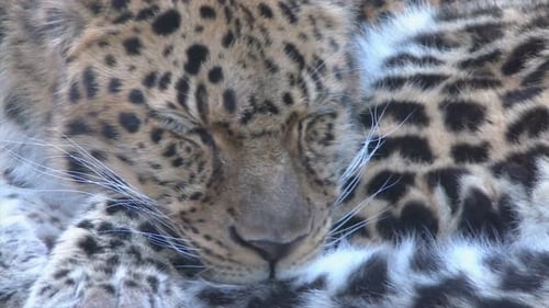 Anmutig und entspannt: Eine Nahaufnahme eines Leoparden, der sich in freier Wildbahn ausruht 4K