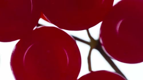 Red Berries Close Up Zoom Shot