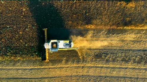 Aerial View of a Combine Harvesting Soybeans at Sunset
