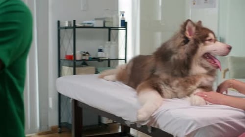 Veterinary Physician Preparing for Dog Examination