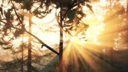 Sunbeams Streaming Through the Pine Trees