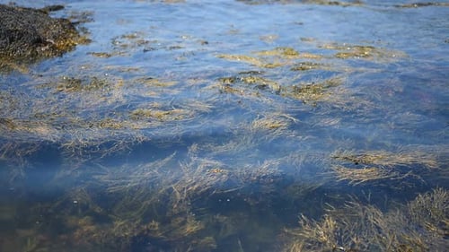 Calm Ocean Waves Gently Swaying Golden Seaweed Near the Shore