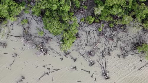 Aerial drone view of dry mangrove trees along muddy shoreline