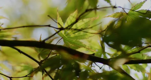 The vibrant green leaves on the branch behind shimmer in the sunlight.