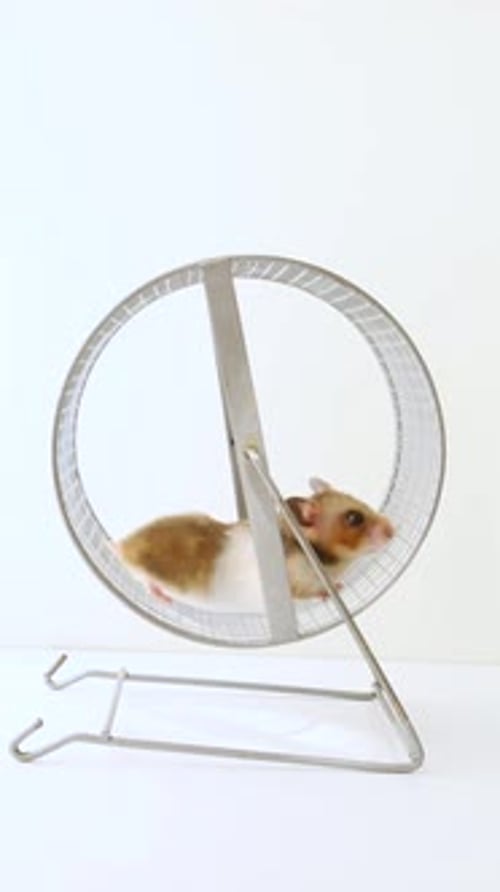 Hamster Running on Exercise Wheel Indoors