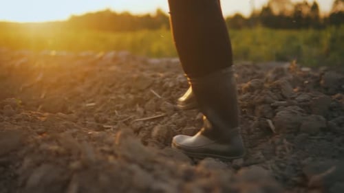 Farmer Agronomist Walks Through Green Field of Ecocrop in Rubber Boots