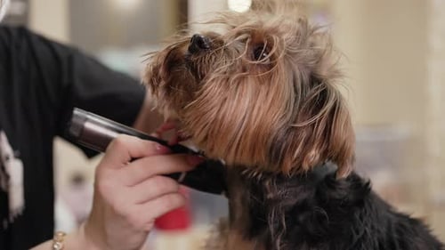Yorkshire Terrier lässt sich von einem professionellen Hundefriseur die Haare schneiden