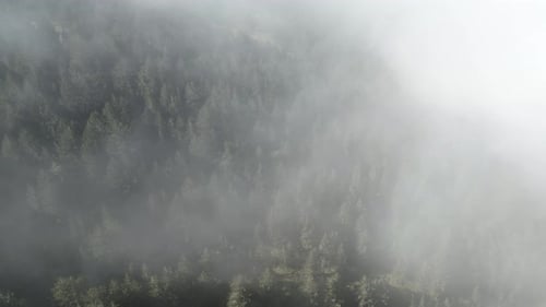 Aerial footage over the trees covered by mist in the mountain forest nature