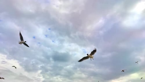 Flock Of Seagulls Feeding Bread In A Cloudy Sky In Spring 2