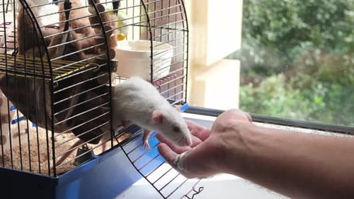 White Rat Reaches for Food in Cage