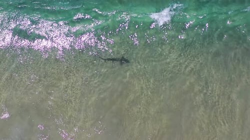Birdseye aerial rotating above a little shark in clear ocean water with waves