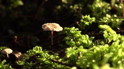 Beautiful autumn mushroom with a small hat on the green forest moss
