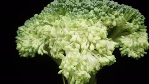 Close Up Of Green Broccoli on Black Background