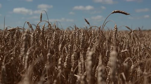 Wheat Field Ears of Wheat Swaying From the Gentle Wind