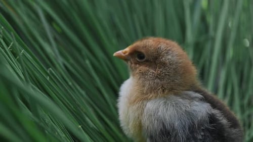 Small fluffy newborn chicken stand on the green grass in the farm. Baby chicken in nature, farming