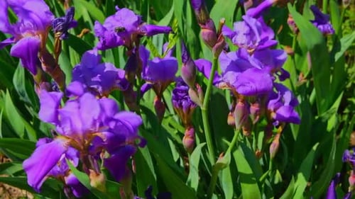 Ralentissement des fleurs d'iris violettes dans un jardin, gros plan, vent fort
