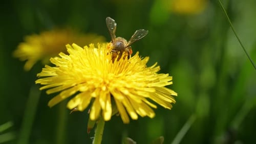 Bee Gathering Pollen on Bright Yellow Dandelion
