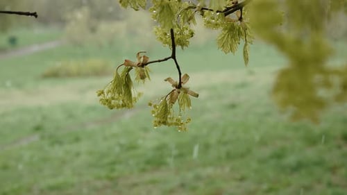 Young Tree Inflorescences on Branch with Drops on Snowy Spring Day