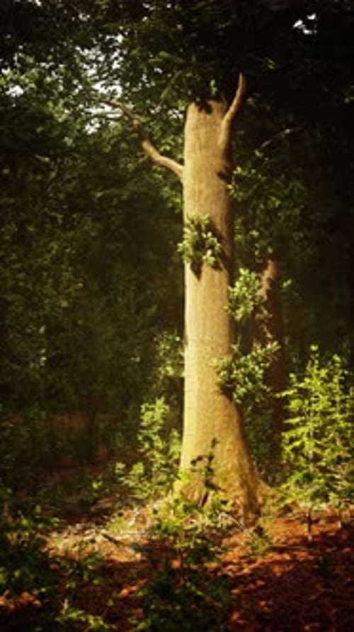 Sunlight Filters Through Leaves in a Peaceful Forest Scene at Dawn