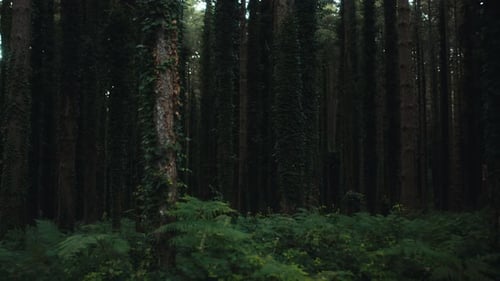 Isolated Forest at Night with Happy and Dense Trees