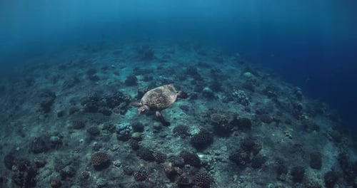 Underwater Footage with Green Sea Turtle and Coral Sea Bottom in Blue Ocean