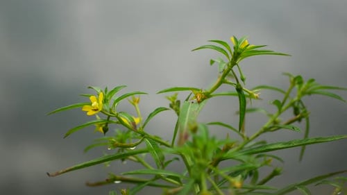 natural flowering plants
