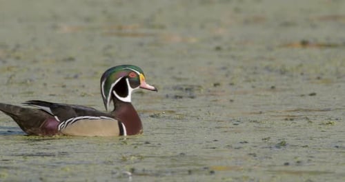 Male Wood Duck swimming in green algae calm water