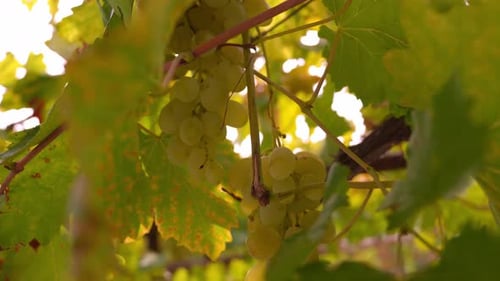 Doces e deliciosas uvas brancas maduras em videiras na árvore à luz do sol