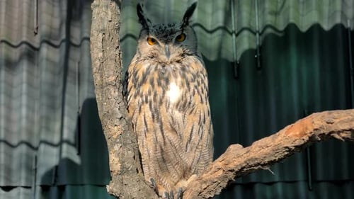 Pyagleowl est assis sur la branche d'arbre et regarde la caméra dans le parc forestier