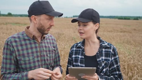 Farmers Stands in the Field of Rye Uses a Screen Tablet Environmentalists Investigate Crop Growth