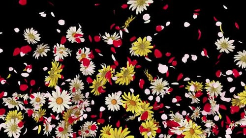 Flower and Petals Blast on Alpha
