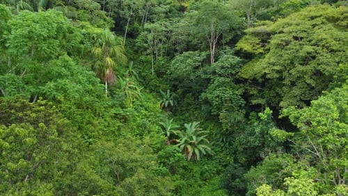 Dense Foliage Of A Tropical Jungle Near Santa Marta In Northern Colombia. Aerial Shot