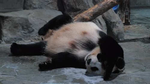 Giant Panda Relax and Sleep on Stone Floor in Public Zoo on Hot Day
