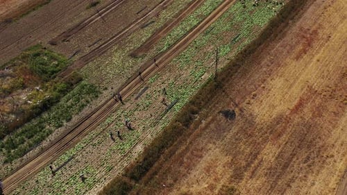 aerial view of field workers returning home