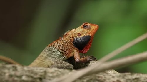 Portrait rapproché d'un lézard orange variable