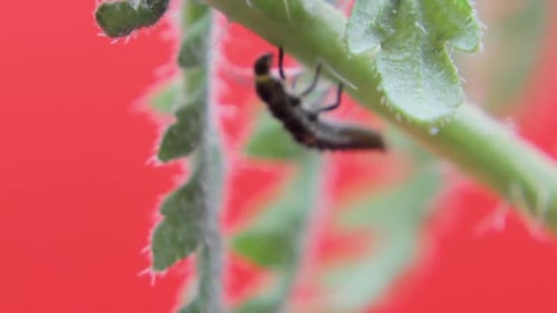 Macro rapproché d'une larve de coccinelle à deux points en studio se reposant et rampant sur une feuille verte 05