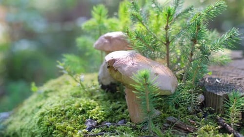 Wild Mushrooms Growing in Forest Moss