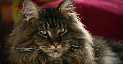 Portrait of one Maine coon cat.