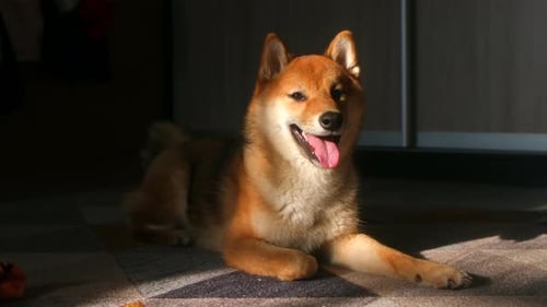 Happy Shiba Inu Dog Lying on Carpet