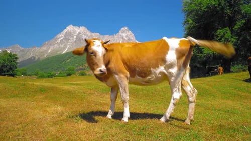 White brown spotted cow walks in fresh green meadow against backdrop mountains.