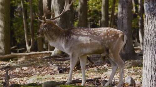Graceful Deer Stands Still in an Autumn Forest