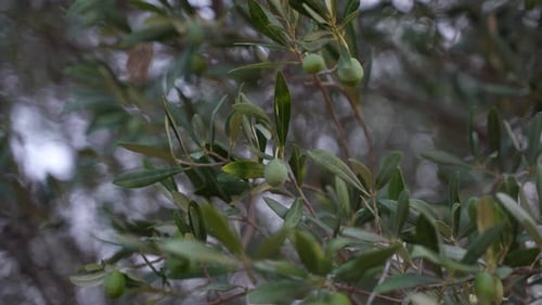 Olive Tree 38