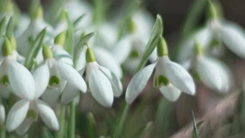 Schneeglöckchen blühen Frühling Weiße Schneeglöckchen blühen im Garten Vorfrühling signalisieren das Ende des Winters