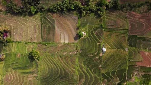 Serene Rice Fields From Above