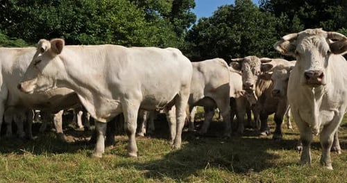 Bovins charolais. Le Charolais est la deuxième race bovine la plus nombreuse de France.