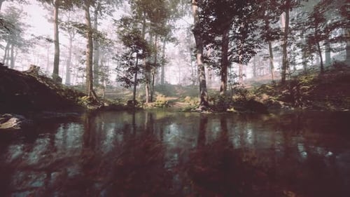 Tranquil Forest Reflecting in Calm Water with Sunlight Filtering Through
